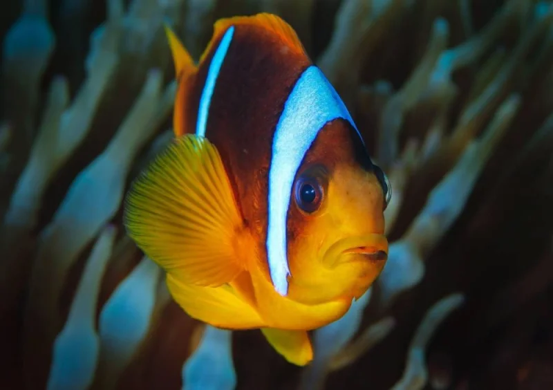 Qatar&#039;s growing popularity as a diving destination lies in its fascinating underwater beauty.