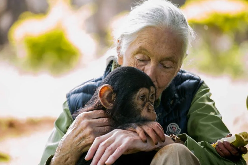 Jane Goodall visits a chimpanzee rescue center on June 9, 2018 in Entebbe, Uganda. AFP