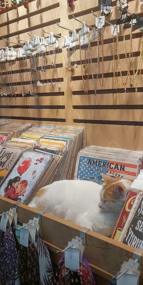  
-Cat peacefully napping on a shop shelf in Istanbul.
