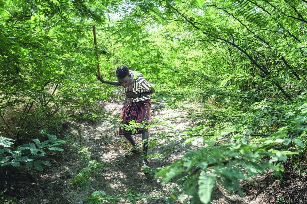 A resident navigates a path completely overtaken by the invasive plant Prosopis juliflora in a village in Amibara Woreda.

