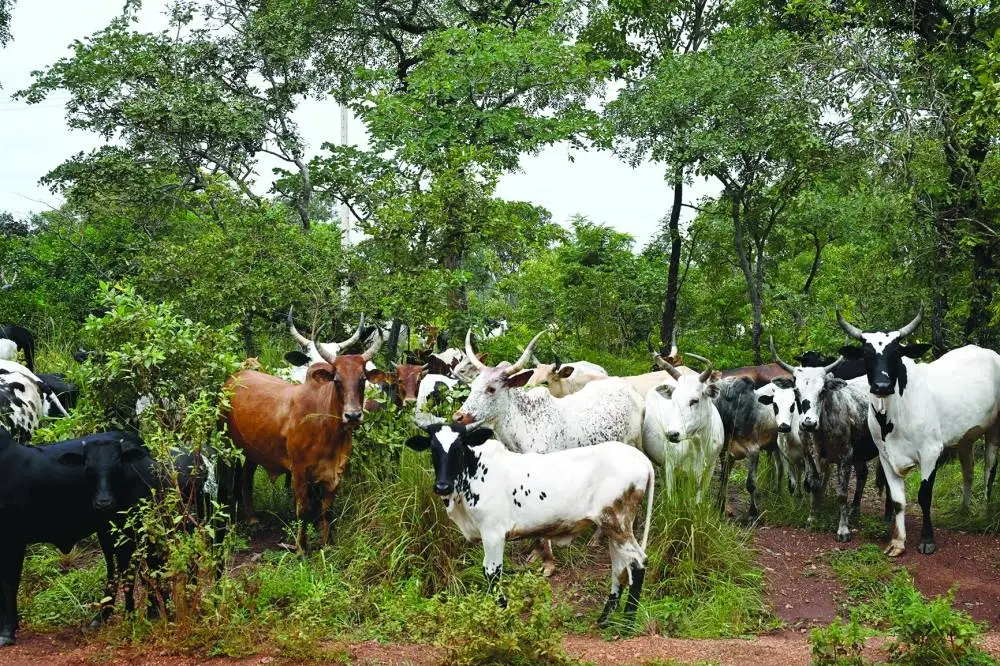 A herd of cows cross a road in the Comoe National Park near the village of Bave, northeastern Ivory Coast.