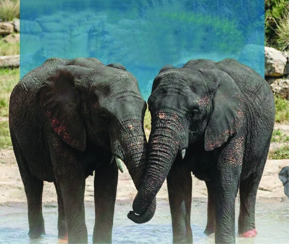 The couple were born and bred in the Elephant Breeding and Training Centre, Sauraha, Chitwan National Park, Nepal.