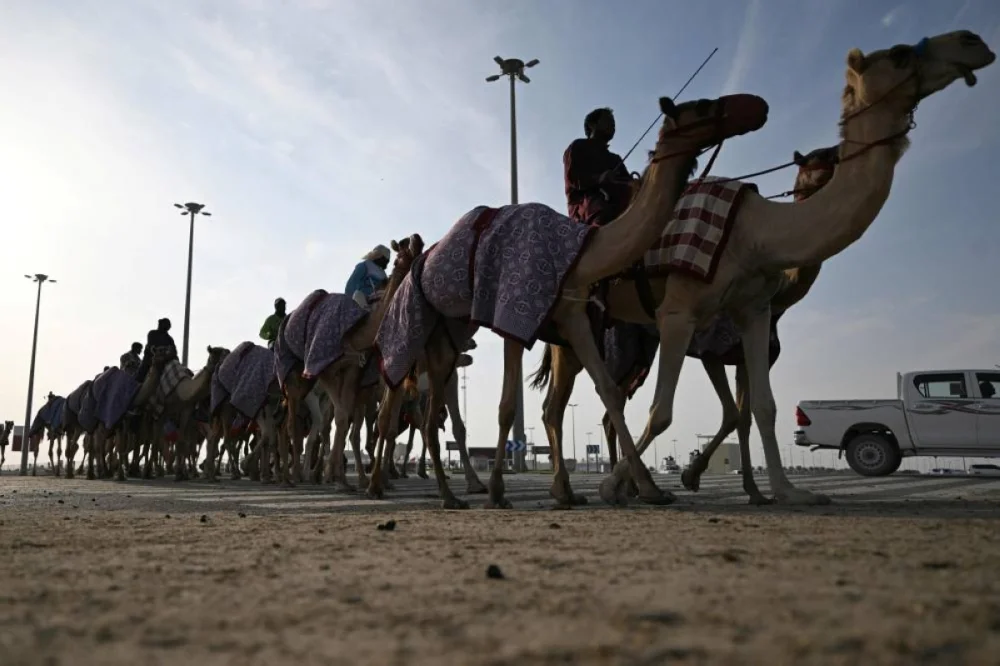Cameleers ride their camels on race day in al-Shahaniya on December 25, 2025. The camel race season runs from October to February in Qatar with camels trucked in from across the neighboring Gulf nations. Each race has about 10-12 camels competing, with up to 10 races taking place in a day. The camels are guided by an operator who can apply the whip antenna, command the jockey to pull on the reins, and shouts encouragement to the camel via a built-in speaker. (AFP)