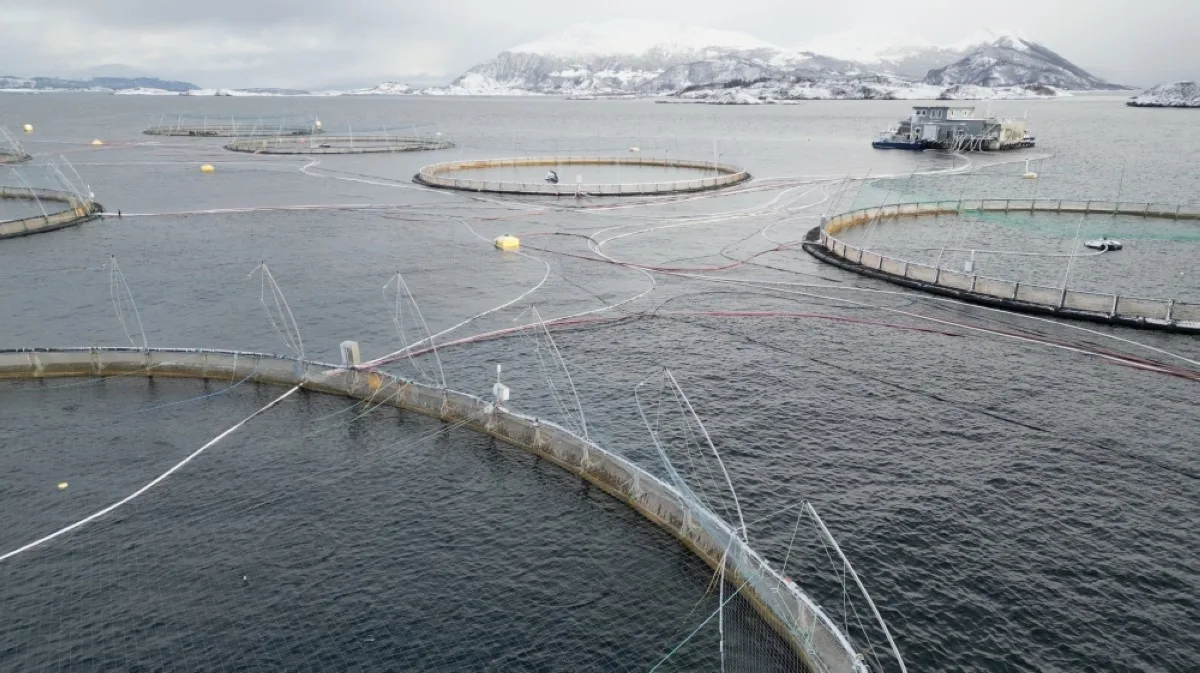 GISKE, Norway: An aerial view taken on Feb 5, 2024 shows the Oksebasen fish farm which is operated by the world&#039;s largest producer company of Atlantic salmon Mowi, in Giske, Norway. -- AFP

