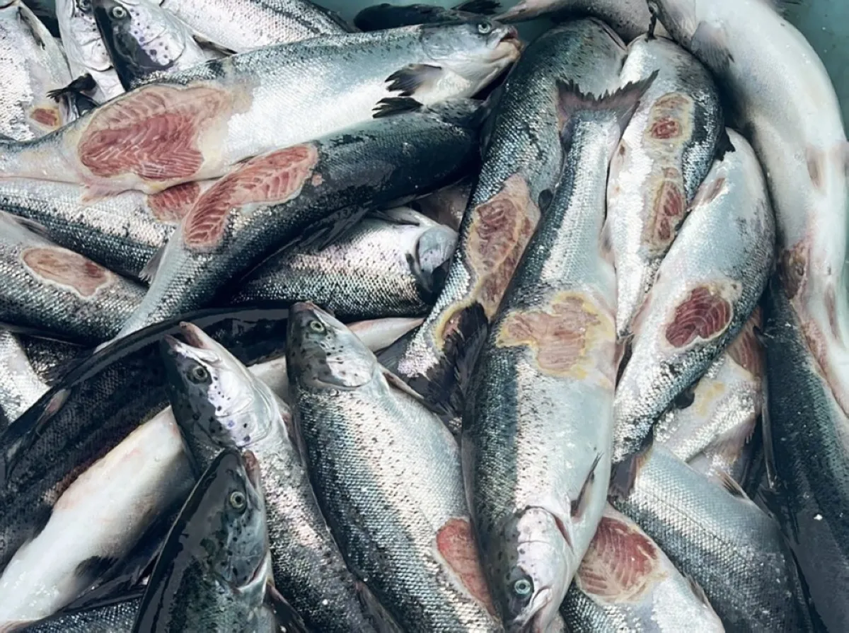 TRONES, Norway: Handout picture released in April 2024 and taken in mid-April 2023 by the Norwegian Food Safety Authority at an unnamed fish farm on the Trondelag coast in Norway shows salmon fish that died prematurely. -- AFP

