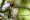 A zunzuncito hummingbird (Mellisuga helenae) perches on the branch of a bush in the Hummingbird's House.