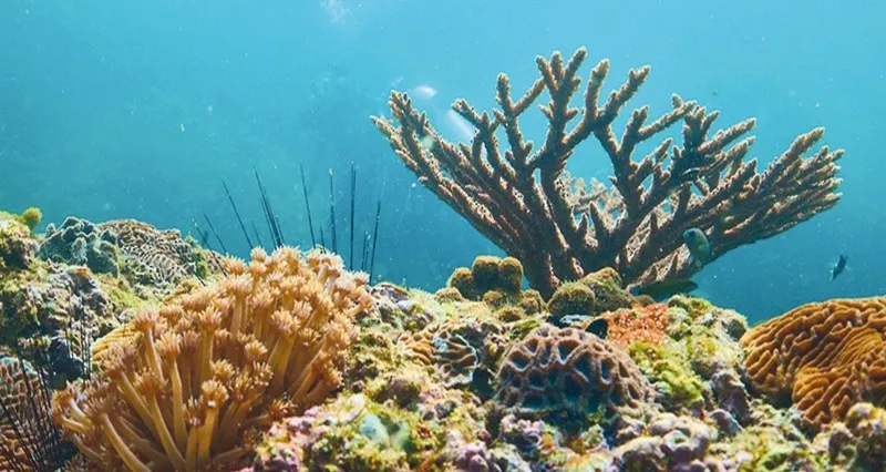 الشعاب المرجانية .. تنمية السياحة البيئية فـي مسندم
