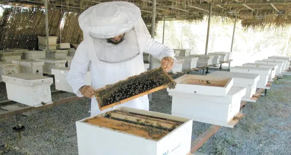 العسل .. دعم الاقتصاد المحلي وتعزيز القطاع الزراعي