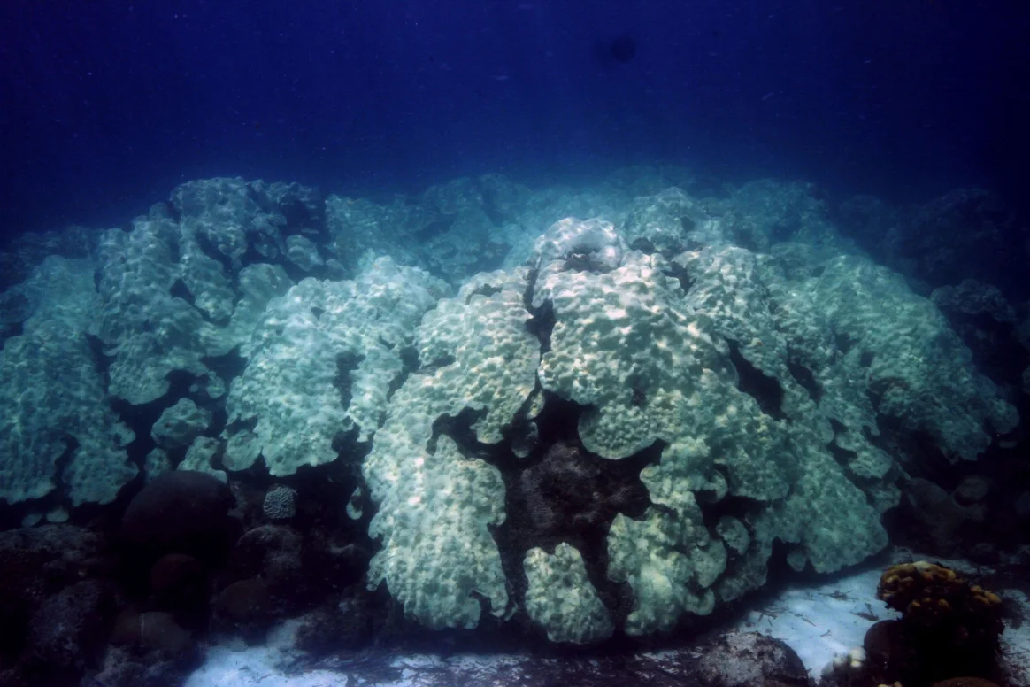 تحول الشعاب المرجانية للون الأبيض بسبب الحرارة الشديدة