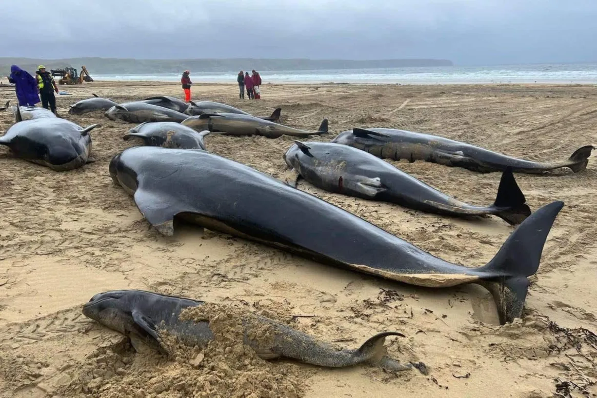 جنوح ونفوق سرب من الحيتان على شواطئ اسكتلندا