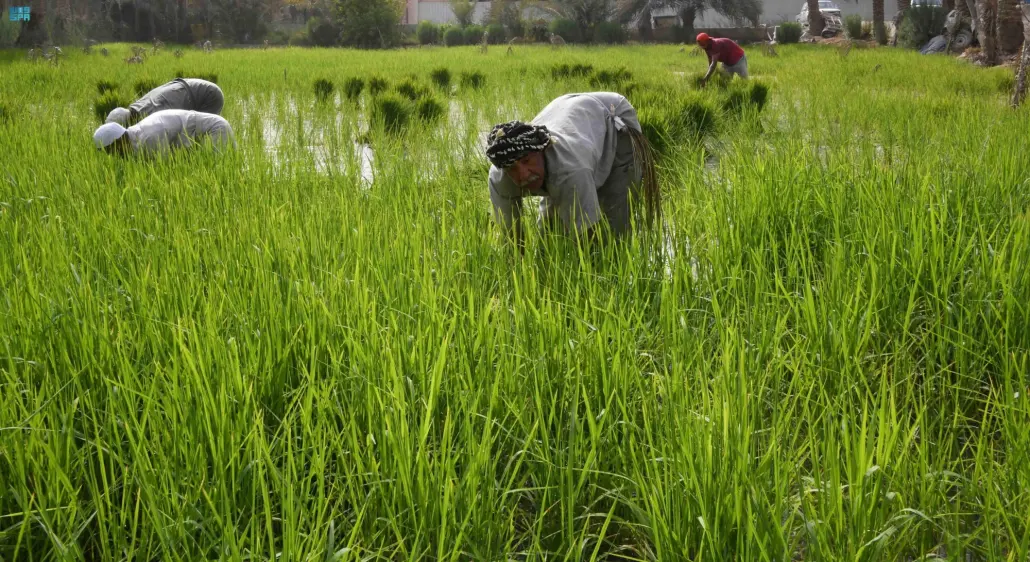 يعد نقل الشتلات أبرز مراحل زراعة الأرز الحساوي 