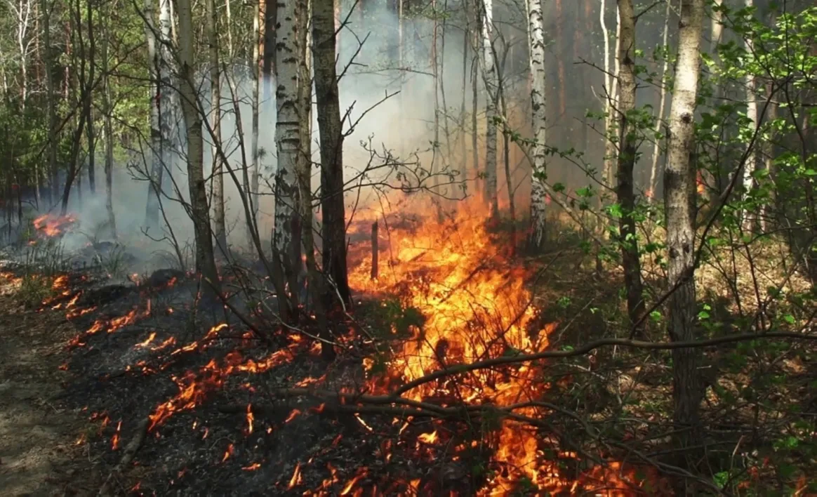 وضع حرائق الغابات اتخذ منعطفا آخر نحو الأسوأ