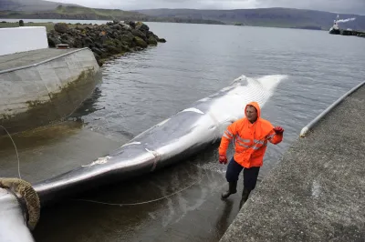 أيسلندا تسعى لقتل الحيتان ذات الزعانف في أسرع وقت