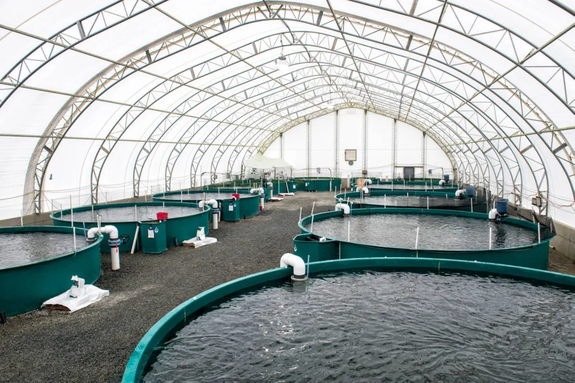 توصيات لعمل دراسات لقياس الأثر لاستخدام مياه صرف مزارع الأسماك على النخيل