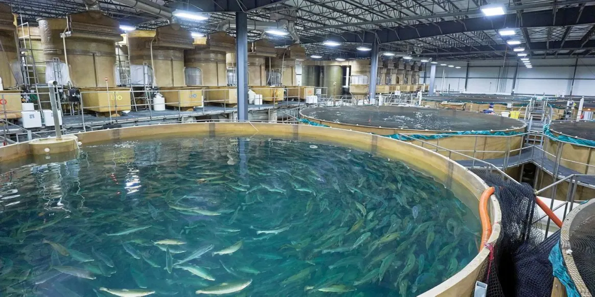 تنمو الأسماك في نظام لتربية الأحياء المائية مغلق