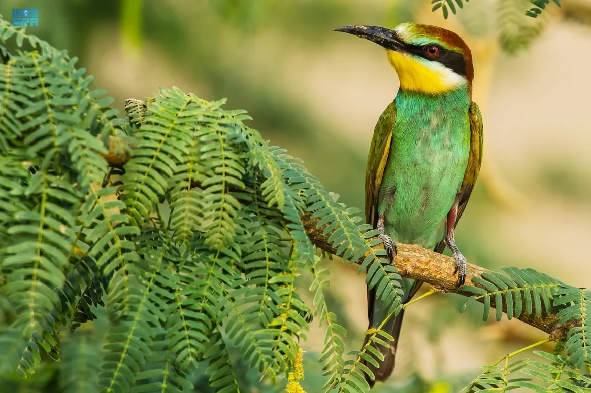 تضم المنطقة 332 نوعًا من الطيور، و27 نوعاً من الحيوانات الثدية البرية