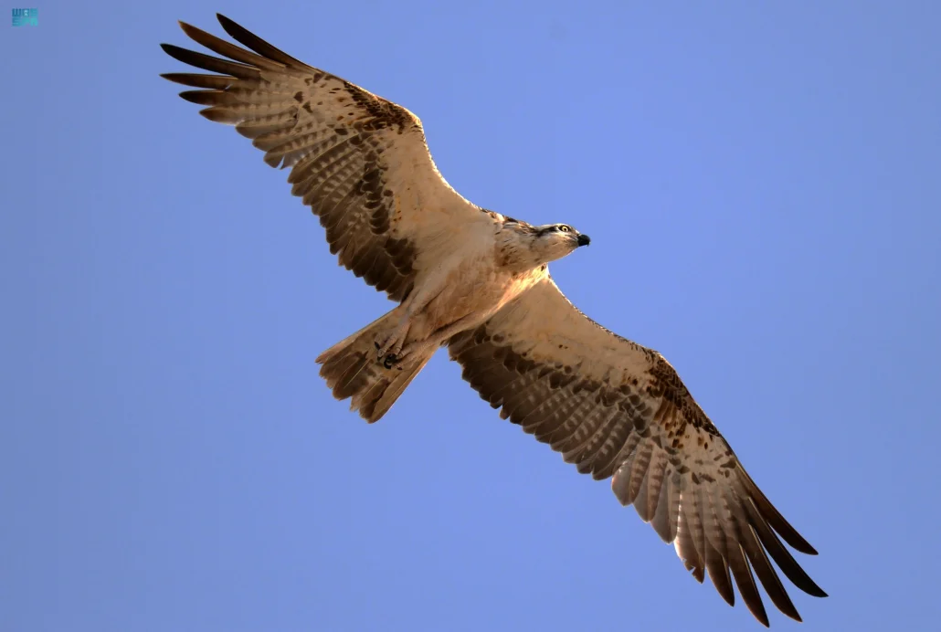 تضم المنطقة 332 نوعًا من الطيور، و27 نوعاً من الحيوانات الثدية البرية