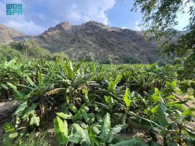 مزارع الموز جزءاً مهماً من الهوية السياحية لمنطقة الباحة