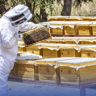 لنشر تقنيات تربية النحل الحديثة من خلال النحالين النموذجيين بالمنطقة