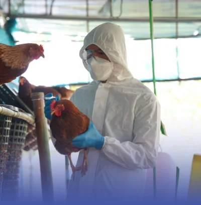 دراسة تحذر من تحول إنفلونزا الطيور إلى وباء عالمي