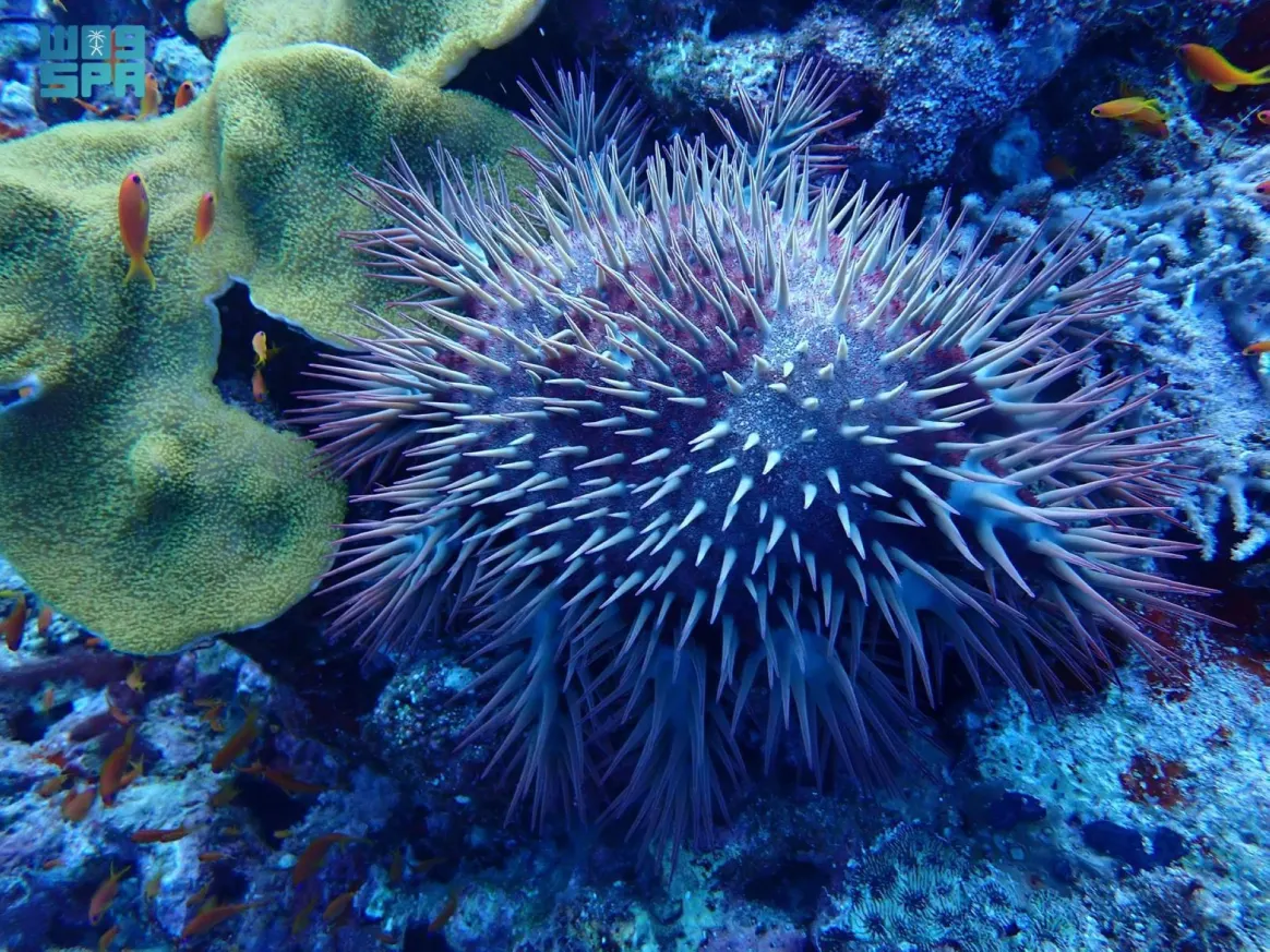 يرتبط انتشار نجم البحر ذي التاج الشوكي بأضرار كبيرة في الشعاب المرجانية في البحر الأحمر