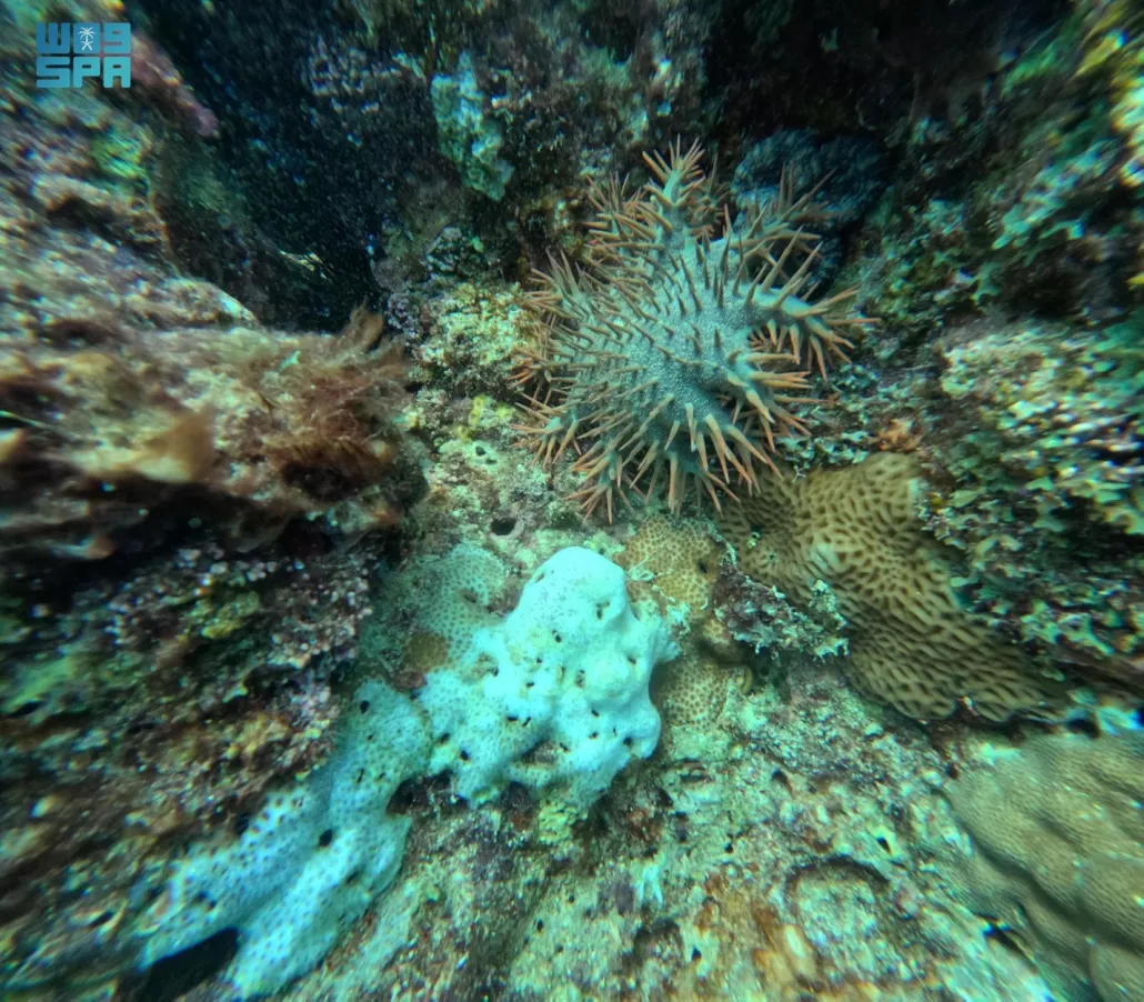 يرتبط انتشار نجم البحر ذي التاج الشوكي بأضرار كبيرة في الشعاب المرجانية في البحر الأحمر