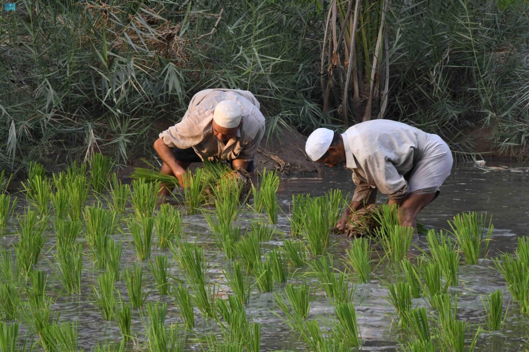 يعد نقل الشتلات أبرز مراحل زراعة الأرز الحساوي 