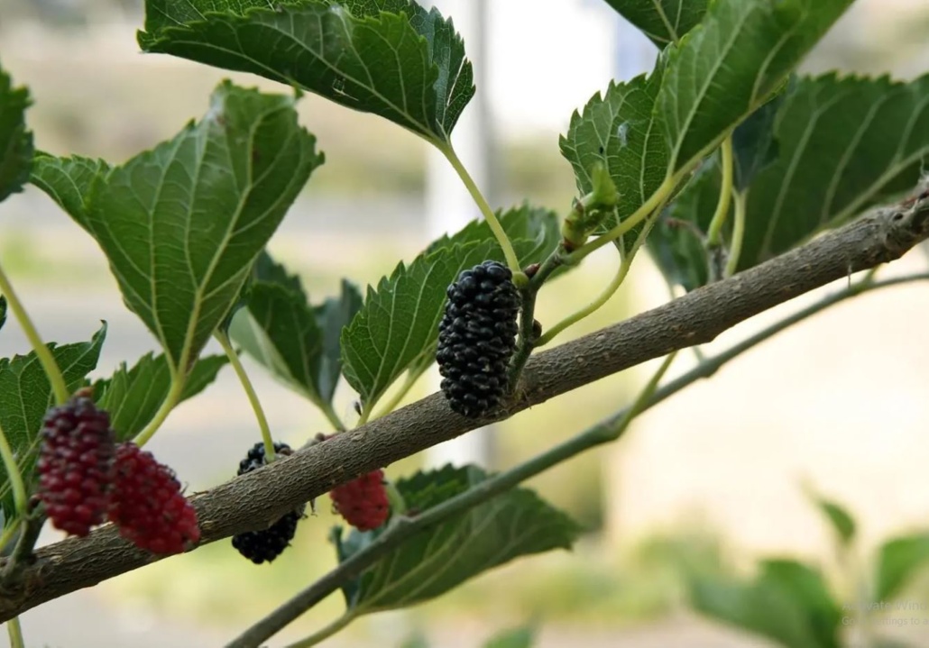 ازدادت رقعة مزارع الفواكه على ضفاف الأودية وفي المرتفعات الجبلية