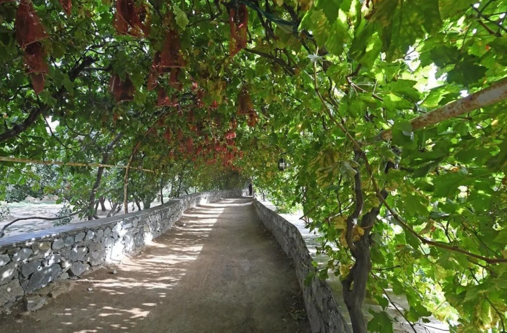 ازدادت رقعة مزارع الفواكه على ضفاف الأودية وفي المرتفعات الجبلية