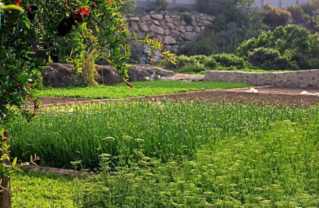 ازدادت رقعة مزارع الفواكه على ضفاف الأودية وفي المرتفعات الجبلية