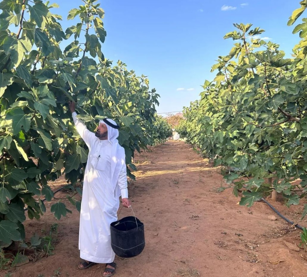 ازدادت رقعة مزارع الفواكه على ضفاف الأودية وفي المرتفعات الجبلية