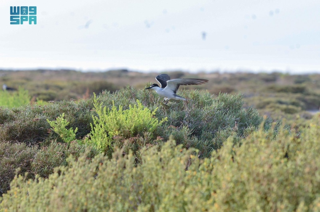 "أم العود" تعد واحدة من أجمل الجزر في البحر الأحمر