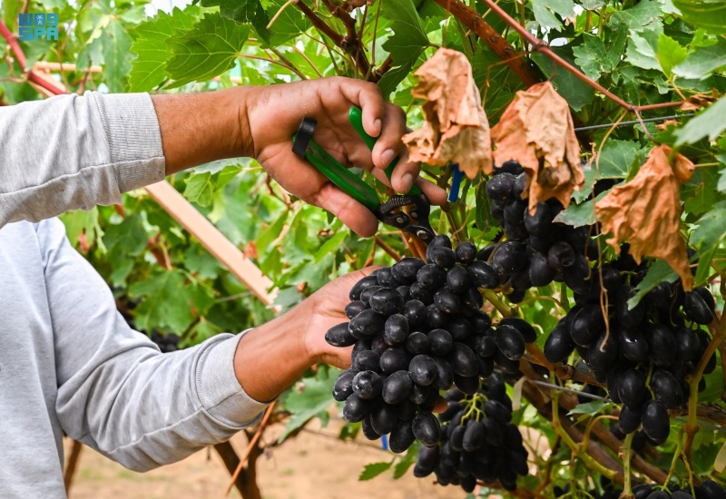 العنب من أهم المنتجات الزراعية التي تشتهر بها منطقة الباحة
