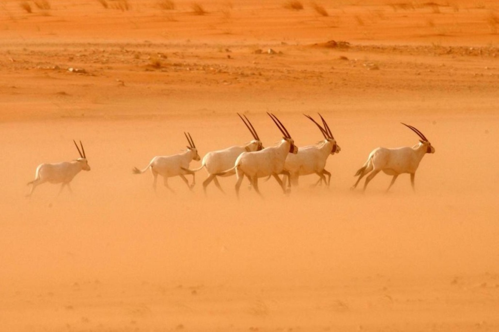 أول موقع للتراث العالمي الطبيعي على أراضي المملكة