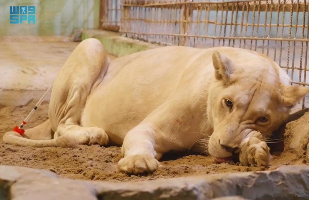 المنشأة مارست نشاط عرض كائنات فطرية "حديقة حيوان" دون ترخيص