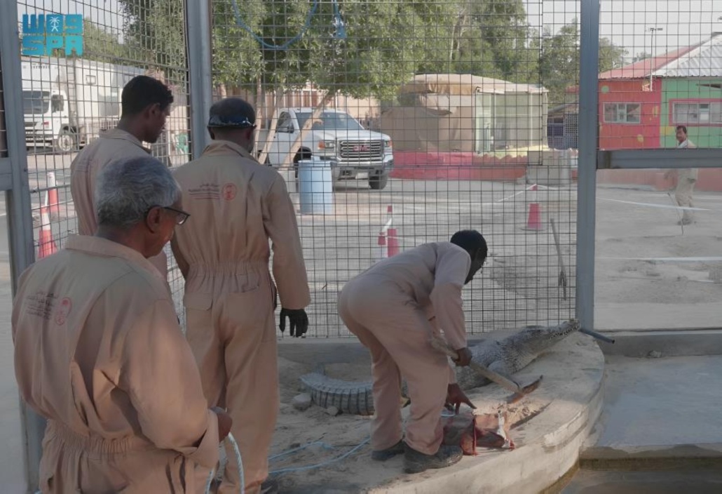 المنشأة مارست نشاط عرض كائنات فطرية "حديقة حيوان" دون ترخيص