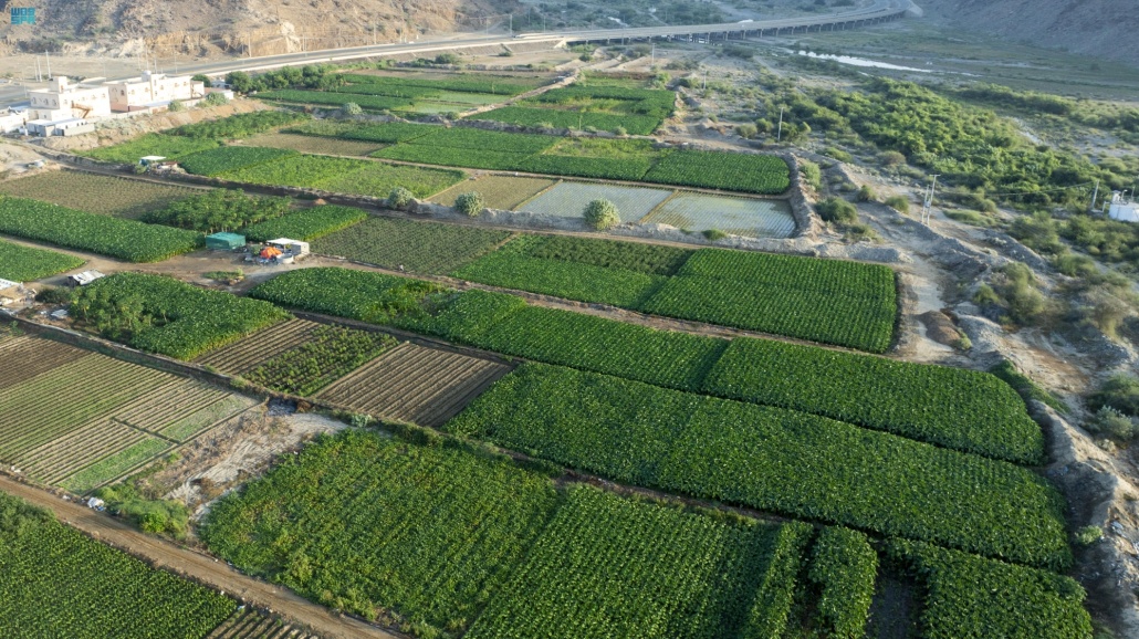 "وادي الأحسبة" بالمخواة.. لوحة طبيعية تزينها المياه الجارية والطبيعة الخضراء