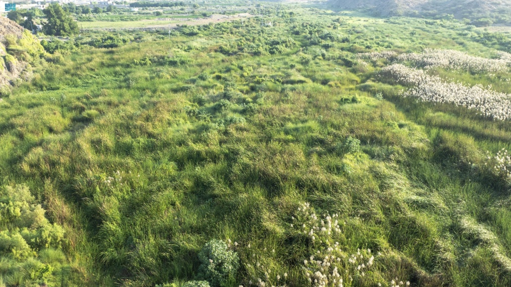 "وادي الأحسبة" بالمخواة.. لوحة طبيعية تزينها المياه الجارية والطبيعة الخضراء