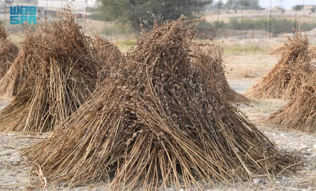 تشير الدراسات إلى أن زيت السمسم، يقي من العديد من أمراض القلب وتصلب الشرايين