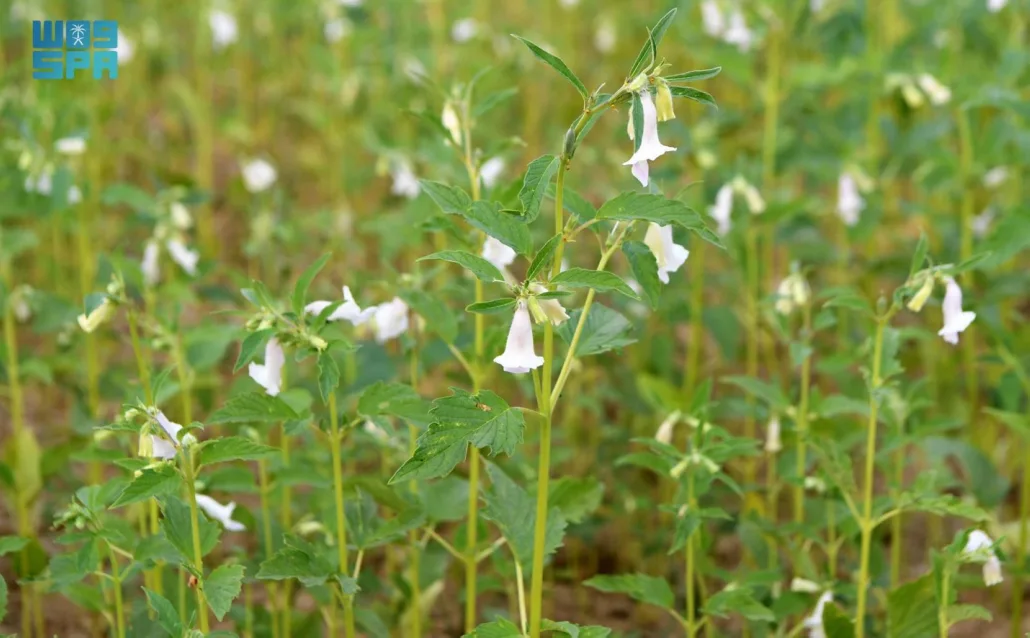 تشير الدراسات إلى أن زيت السمسم، يقي من العديد من أمراض القلب وتصلب الشرايين