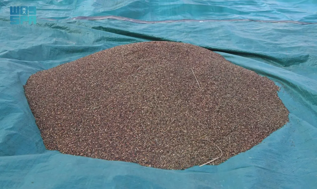 تشير الدراسات إلى أن زيت السمسم، يقي من العديد من أمراض القلب وتصلب الشرايين