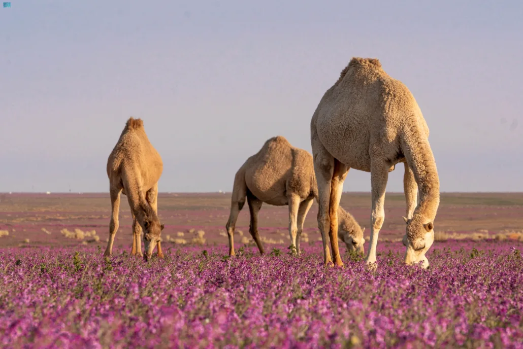 نقره لعرض الصورة في صفحة مستقلة