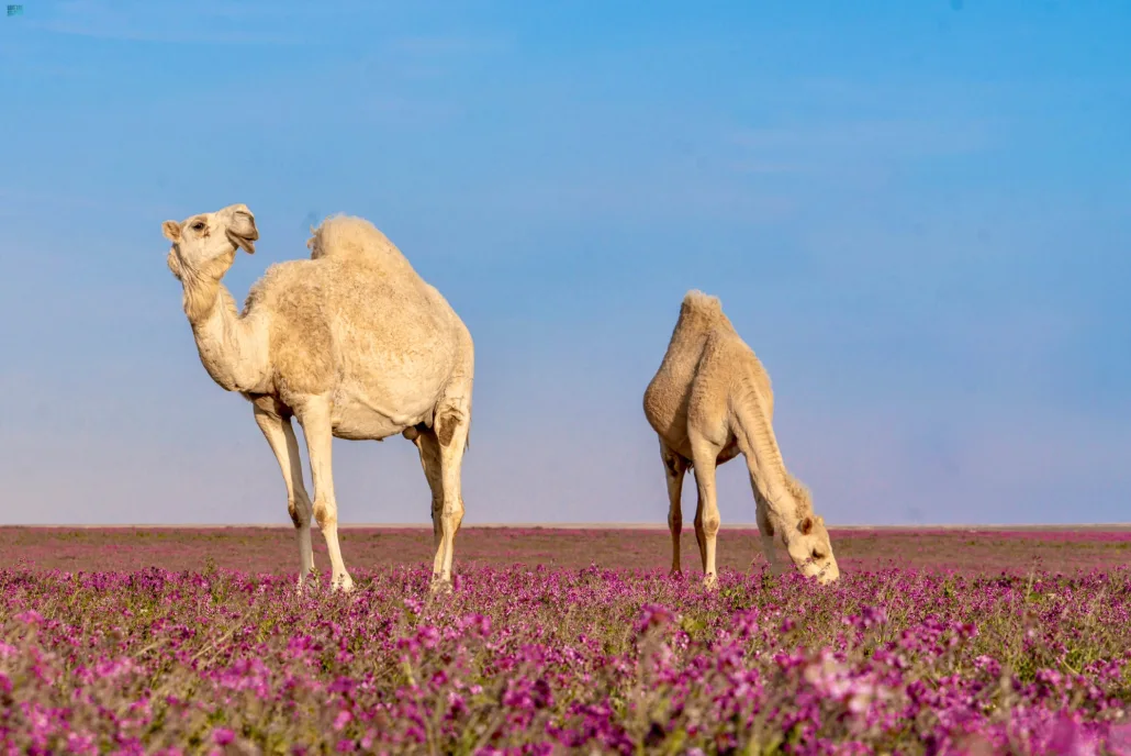 نقره لعرض الصورة في صفحة مستقلة