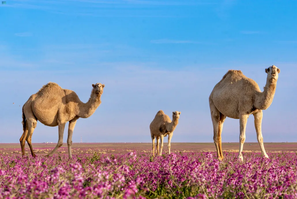 نقره لعرض الصورة في صفحة مستقلة