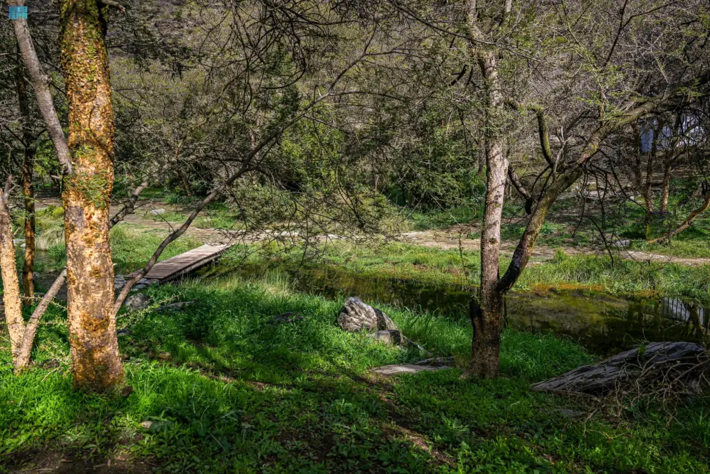 نقره لعرض الصورة في صفحة مستقلة