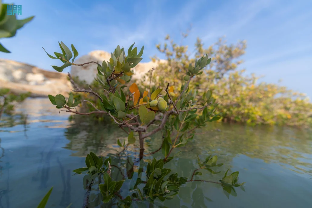 شاطئ "المسدود" يمثل جواهر طبيعية في المملكة
