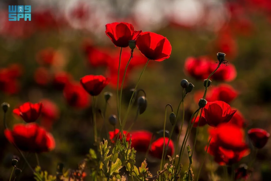 تحتضن الحديقة مجمعًا متكاملًا لألعاب الأطفال