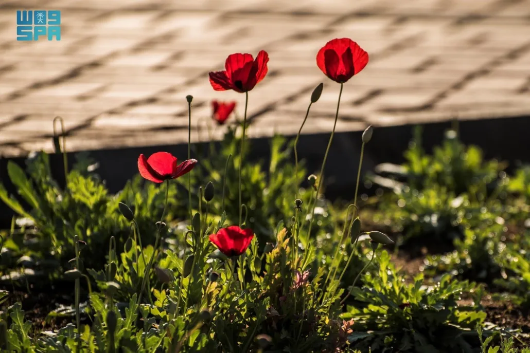 تحتضن الحديقة مجمعًا متكاملًا لألعاب الأطفال