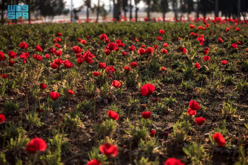 تحتضن الحديقة مجمعًا متكاملًا لألعاب الأطفال