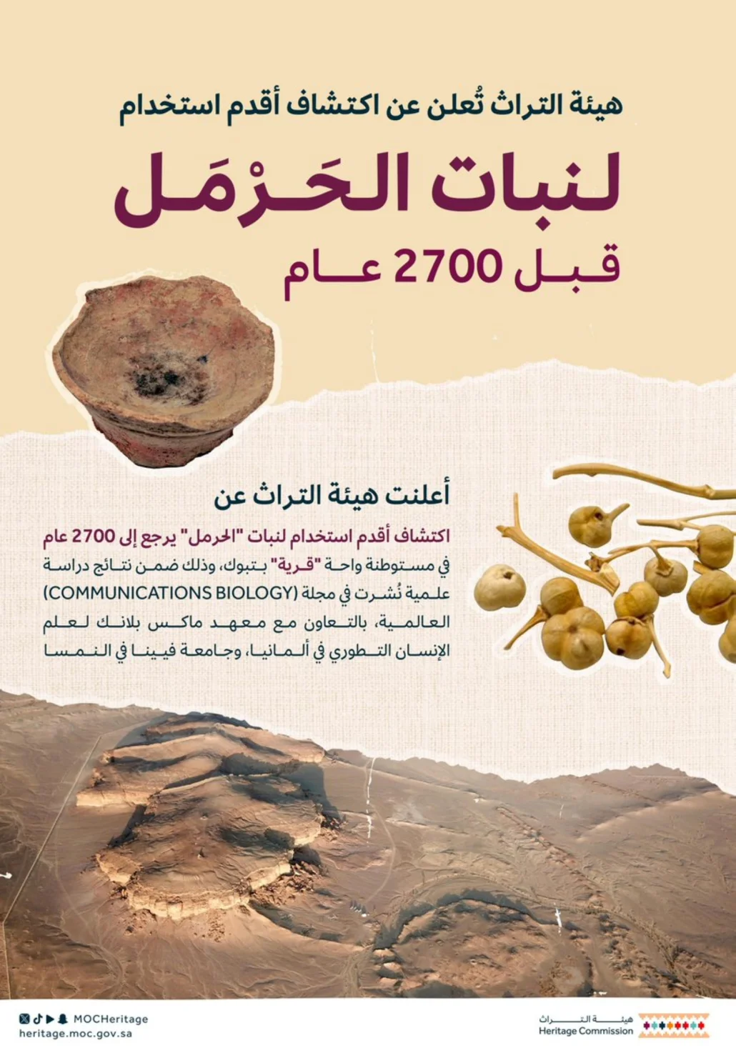 يُعرف نبات "الحَرْمَل" في الثقافة المحلية بخصائصه المضادة للبكتيريا